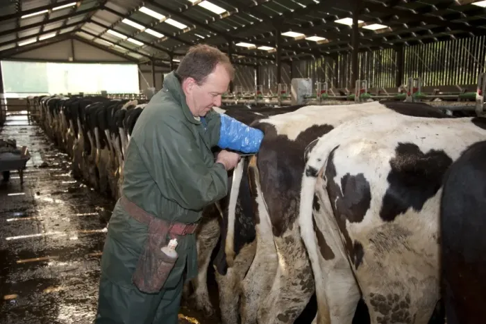 Framed Print : Dairy farming, farmer artificially inseminating dairy heifers with sexed semen, Scotland, april
