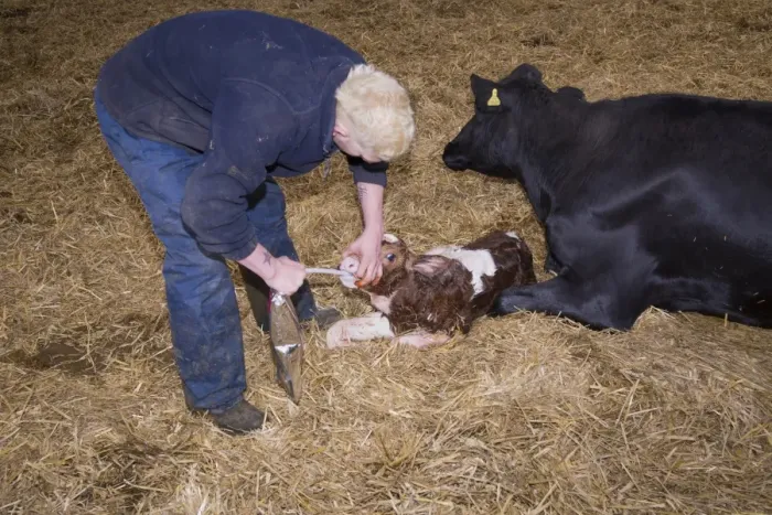 Framed Print : Dairy farming, farmer with colostrum in bag for first feed of calves, with newly born Red Holstein bull calf Framed Print : Dairy farming, farmer with colostrum in bag for first feed of calves, with newly born Red Holstein bull calf