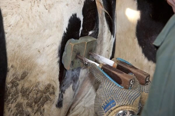 Dairy farming, farmer freeze branding dairy heifers, Scotland, april
