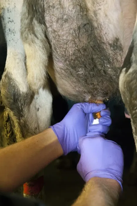 Framed Print : Dairy farming, farmer inserting antibiotic tube into cow teat to treat an udder infection, in milking parlour, England Framed Print : Dairy farming, farmer inserting antibiotic tube into cow teat to treat an udder infection, in milking parlour, England
