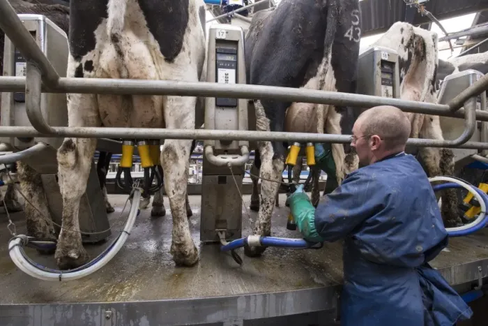 Framed Print : Dairy farming, farmer putting milk clusters on Holstein dairy cows being milked in Alpha Laval 50 point rotary parlour Framed Print : Dairy farming, farmer putting milk clusters on Holstein dairy cows being milked in Alpha Laval 50 point rotary parlour