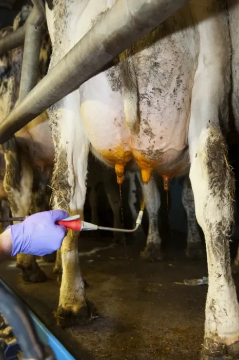 Framed Print : Dairy farming, farmer spraying cow udder with iodine solution to help prevent disease and infection