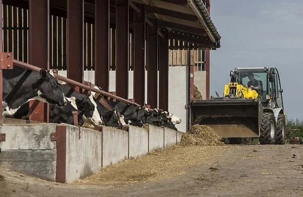 Dairy farming, feeding dry dairy cows using telehandler on farm, Preston, Lancashire, England, July