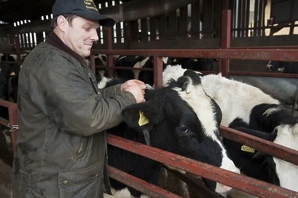 Dairy farming, herdsman putting electronic radio collar on cow, which detects when it is on heat, England, November
