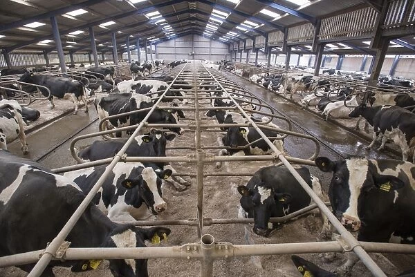 Dairy farming, Holstein cows in cubicle house with rubber mattresses and sawdust bedding, Lancashire, England, April