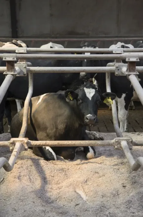 Framed Print : Dairy farming, Holstein cows in cubicle house with rubber mattresses and sawdust bedding, Lancashire, England, April Framed Print : Dairy farming, Holstein cows in cubicle house with rubber mattresses and sawdust bedding, Lancashire, England, April
