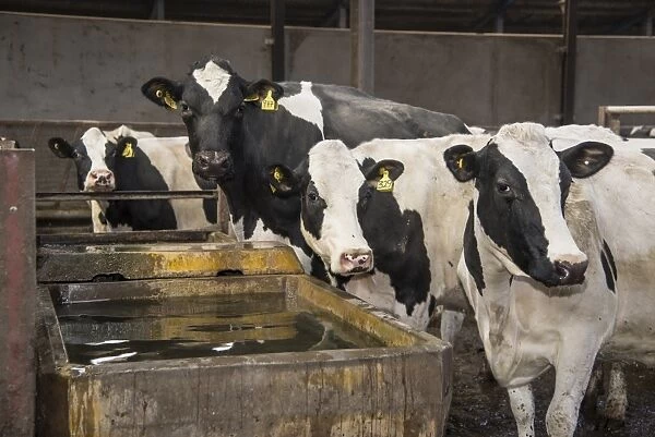 Dairy farming, Holstein cows drinking from concrete water trough in passage of cubicle house, Lancashire, England