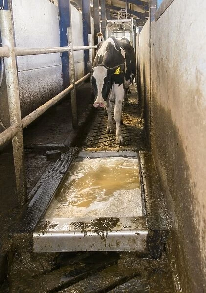 Dairy farming, Holstein cows going through formaldehyde footbath after milking in Alpha Laval 50 point rotary parlour
