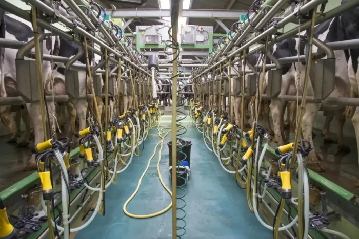 Framed Print : Dairy farming, Holstein cows in herringbone milking parlour, Evesham, Worcestershire, England, June Framed Print : Dairy farming, Holstein cows in herringbone milking parlour, Evesham, Worcestershire, England, June
