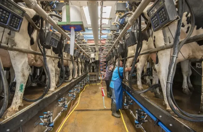 Framed Print : Dairy farming, Holstein cows being milked in herringbone milking parlour, Penrith, Cumbria, England, August