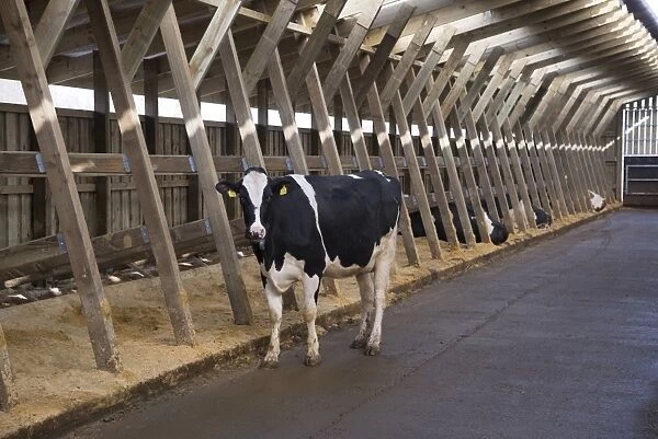 Dairy farming, Holstein dairy cows, standing in wooden cubicle house, North Yorkshire, England, March