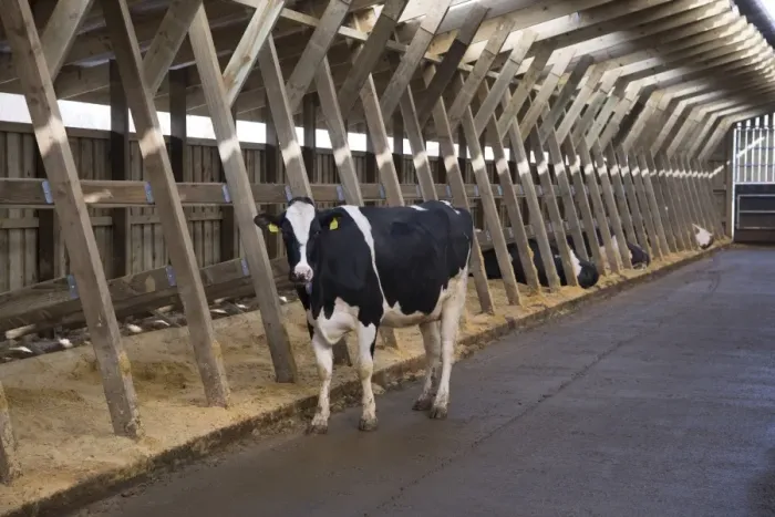 Framed Print : Dairy farming, Holstein dairy cows, standing in wooden cubicle house, North Yorkshire, England, March Framed Print : Dairy farming, Holstein dairy cows, standing in wooden cubicle house, North Yorkshire, England, March