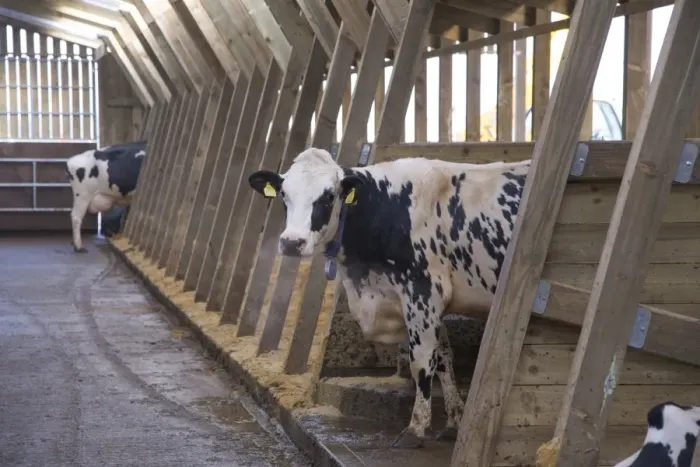 Framed Print : Dairy farming, Holstein dairy cows, standing in wooden cubicle house, North Yorkshire, England, March Framed Print : Dairy farming, Holstein dairy cows, standing in wooden cubicle house, North Yorkshire, England, March