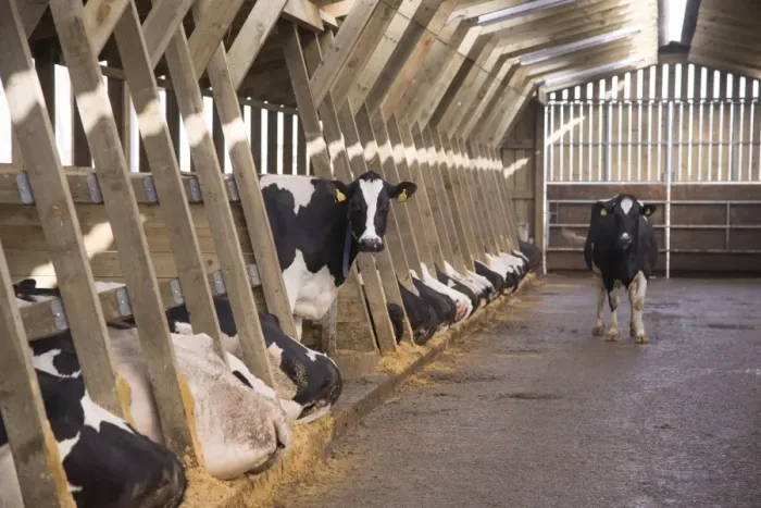Framed Print : Dairy farming, Holstein dairy cows, standing and resting in wooden cubicle house, North Yorkshire, England, March Framed Print : Dairy farming, Holstein dairy cows, standing and resting in wooden cubicle house, North Yorkshire, England, March