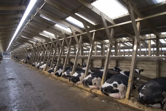 Framed Print : Dairy farming, Holstein dairy cows, resting in wooden cubicle house, North Yorkshire, England, March Framed Print : Dairy farming, Holstein dairy cows, resting in wooden cubicle house, North Yorkshire, England, March