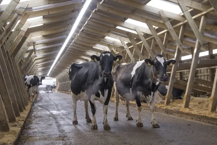 Framed Print : Dairy farming, Holstein dairy cows, standing in wooden cubicle house, North Yorkshire, England, March