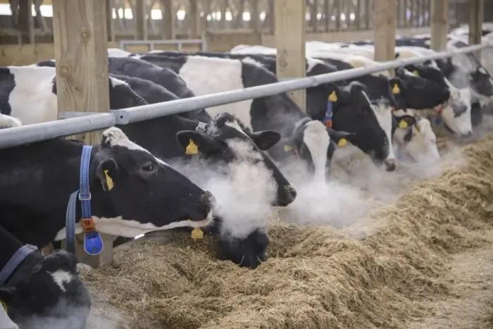 Framed Print : Dairy farming, Holstein dairy cows, wearing collars, herd feeding on total mixed ration (TMR) in wooden cubicle house Framed Print : Dairy farming, Holstein dairy cows, wearing collars, herd feeding on total mixed ration (TMR) in wooden cubicle house