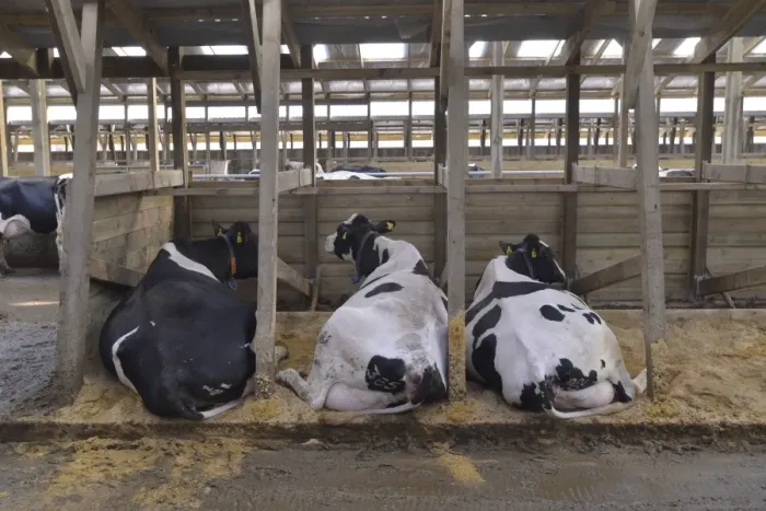 Framed Print : Dairy farming, Holstein dairy cows, resting in wooden cubicle house, North Yorkshire, England, March