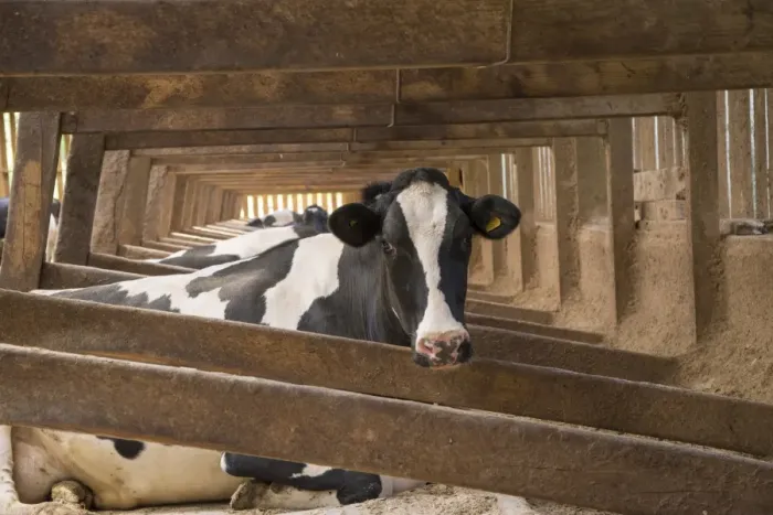 Framed Print : Dairy farming, Holstein dairy cows, resting in wooden cubicle house on mattresses bedded with sawdust, Lancashire Framed Print : Dairy farming, Holstein dairy cows, resting in wooden cubicle house on mattresses bedded with sawdust, Lancashire