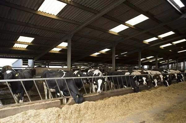 Dairy farming, Holstein Friesian cows, feeding at feed barrier in shed, Clitheroe, Lancashire, England, october