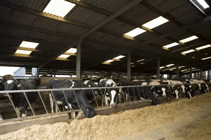 Framed Print : Dairy farming, Holstein Friesian cows, feeding at feed barrier in shed, Clitheroe, Lancashire, England, october Framed Print : Dairy farming, Holstein Friesian cows, feeding at feed barrier in shed, Clitheroe, Lancashire, England, october