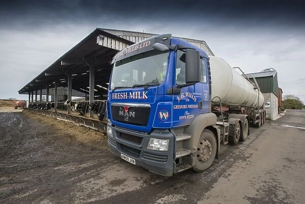 Dairy farming, milk tanker lorry collecting milk from dairy farm, Cheshire, England, February
