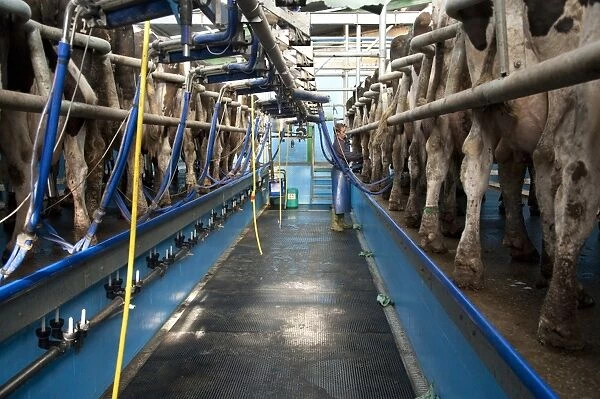 Dairy farming, milking parlour with Holstein cows, Preston, Lancashire, England, september