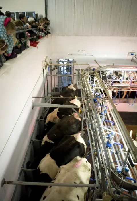 Framed Print : Dairy farming, milking parlour with Holstein Friesian cows, with children on school trip watching from viewing Framed Print : Dairy farming, milking parlour with Holstein Friesian cows, with children on school trip watching from viewing