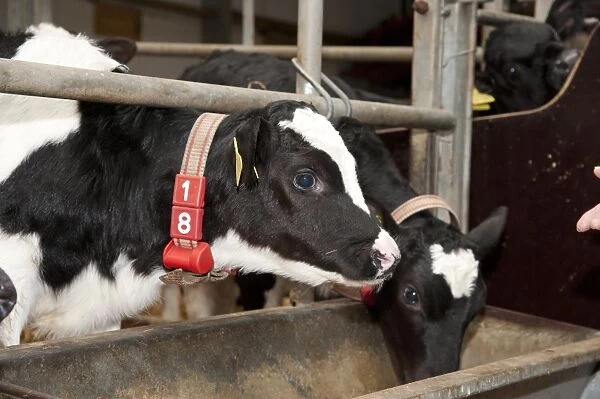 Dairy farming, pedigree Holstein Friesian calves, wearing transponders used to operate automatic milk feeder in climate