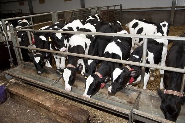 Dairy farming, pedigree Holstein Friesian calves, wearing transponders used to operate automatic milk feeder in climate