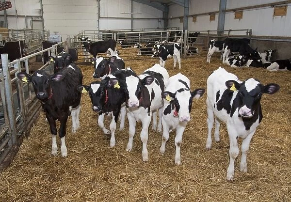 Dairy farming, pedigree Holstein Friesian calves, standing on straw bedding