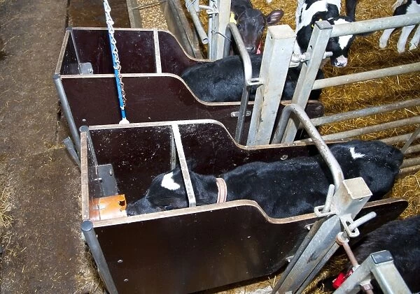 Dairy farming, pedigree Holstein Friesian calves, feeding, wearing transponders used to operate automatic milk feeder