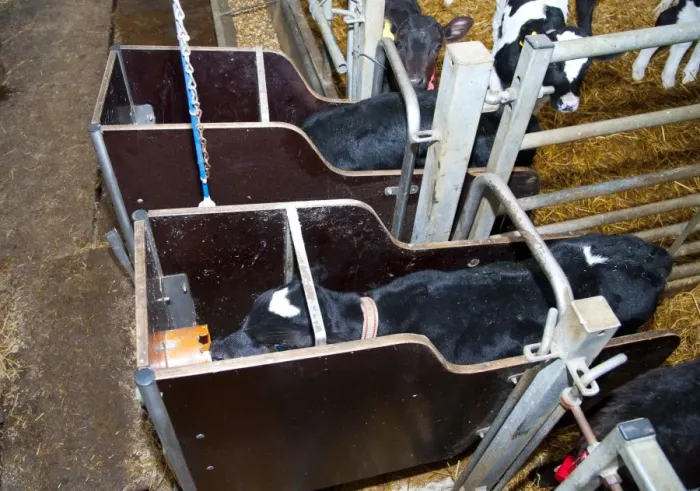Framed Print : Dairy farming, pedigree Holstein Friesian calves, feeding, wearing transponders used to operate automatic milk feeder Framed Print : Dairy farming, pedigree Holstein Friesian calves, feeding, wearing transponders used to operate automatic milk feeder