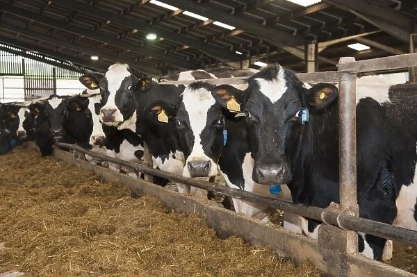 Dairy farming, pedigree Holstein Friesian cows, standing at feed trough in cubicle house, Dumfries, Scotland, january