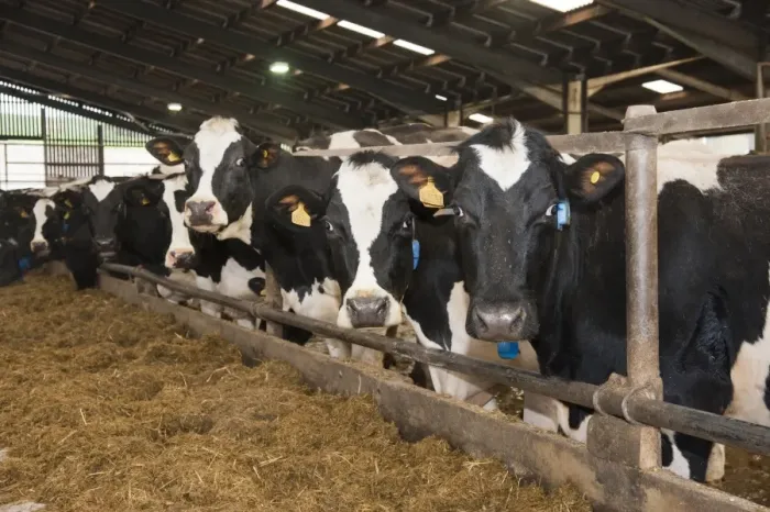 Framed Print : Dairy farming, pedigree Holstein Friesian cows, standing at feed trough in cubicle house, Dumfries, Scotland, january Framed Print : Dairy farming, pedigree Holstein Friesian cows, standing at feed trough in cubicle house, Dumfries, Scotland, january
