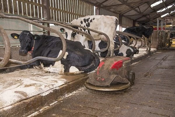 Dairy farming, robot scraper operating in cubicle house with Holstein dairy cows, Shropshire, England, November