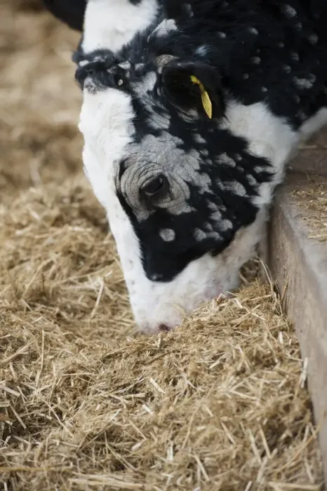 Framed Print : Dairy farming, young dairy heifer, with Ringworm infection, feeding on silage, North Yorkshire, England, November Framed Print : Dairy farming, young dairy heifer, with Ringworm infection, feeding on silage, North Yorkshire, England, November