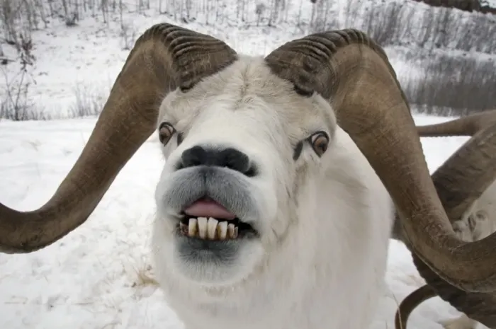 Framed Print : Dall Sheep (Ovis dalli) adult male, in flehmen, close-up of head, in snow, Yukon, Canada Framed Print : Dall Sheep (Ovis dalli) adult male, in flehmen, close-up of head, in snow, Yukon, Canada