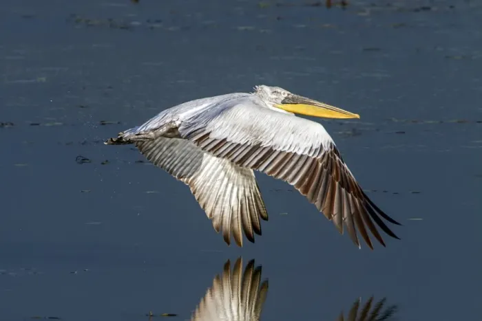 Framed Print : Dalmatian Pelican flying over Lake Kerkini, Northern Greece Framed Print : Dalmatian Pelican flying over Lake Kerkini, Northern Greece
