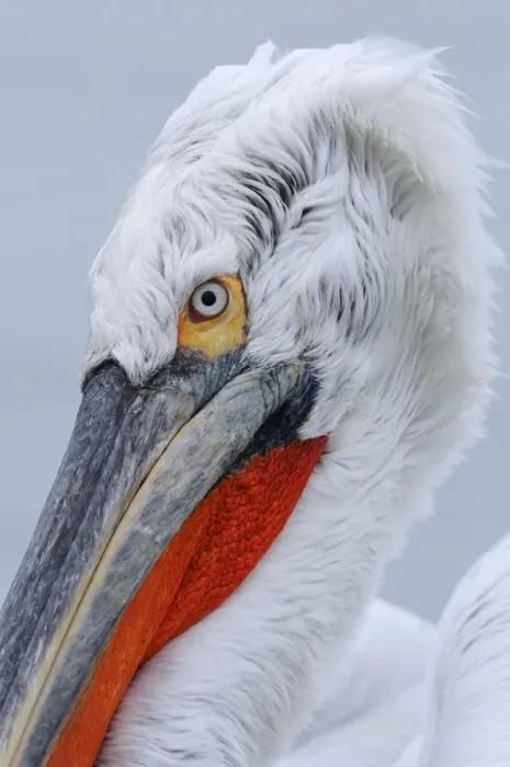Framed Print : Dalmatian Pelican (Pelecanus crispus) adult, breeding plumage, close-up of head, Lake Kerkini, Macedonia, Greece Framed Print : Dalmatian Pelican (Pelecanus crispus) adult, breeding plumage, close-up of head, Lake Kerkini, Macedonia, Greece