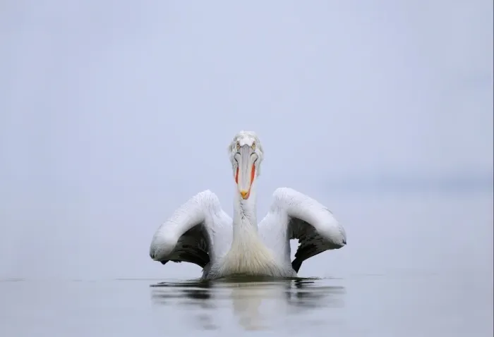 Framed Print : Dalmatian Pelican (Pelecanus crispus) adult, breeding plumage, swimming, Lake Kerkini, Macedonia, Greece