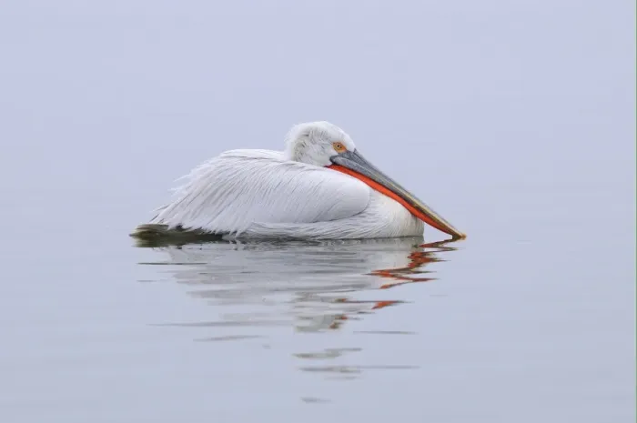 Framed Print : Dalmatian Pelican (Pelecanus crispus) adult, breeding plumage, swimming, Lake Kerkini, Macedonia, Greece Framed Print : Dalmatian Pelican (Pelecanus crispus) adult, breeding plumage, swimming, Lake Kerkini, Macedonia, Greece
