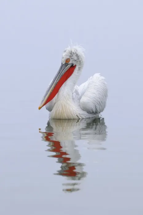 Framed Print : Dalmatian Pelican (Pelecanus crispus) adult, breeding plumage, swimming, Lake Kerkini, Macedonia, Greece Framed Print : Dalmatian Pelican (Pelecanus crispus) adult, breeding plumage, swimming, Lake Kerkini, Macedonia, Greece