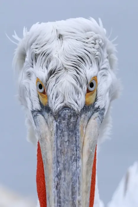 Framed Print : Dalmatian Pelican (Pelecanus crispus) adult, breeding plumage, close-up of head, Lake Kerkini, Macedonia, Greece Framed Print : Dalmatian Pelican (Pelecanus crispus) adult, breeding plumage, close-up of head, Lake Kerkini, Macedonia, Greece