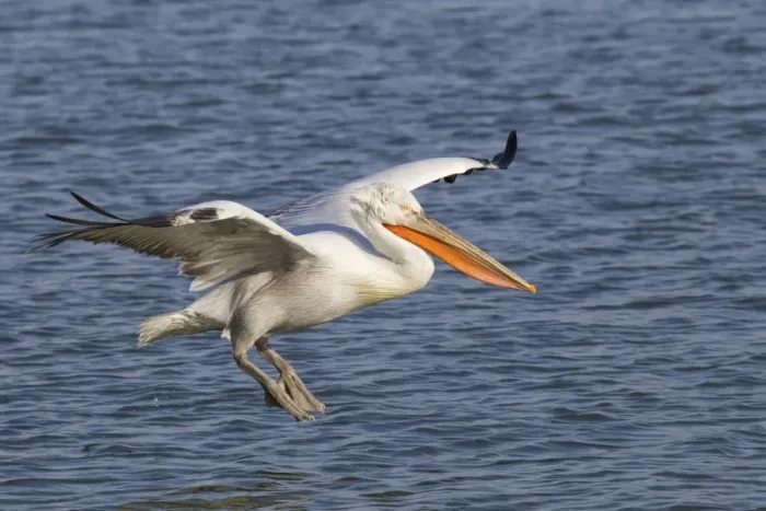 Framed Print : Dalmatian Pelican (Pelecanus crispus) adult, in flight, landing on water, Lake Kerkini, Macedonia, Greece, january