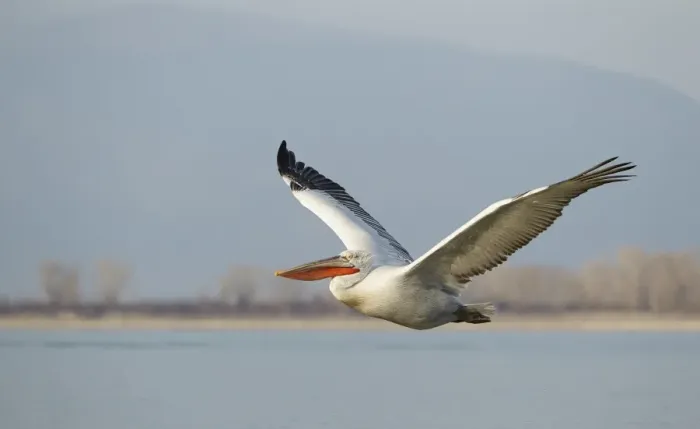Framed Print : Dalmatian Pelican (Pelecanus crispus) adult, breeding plumage, in flight over lake, Lake Kerkini, Macedonia, Greece