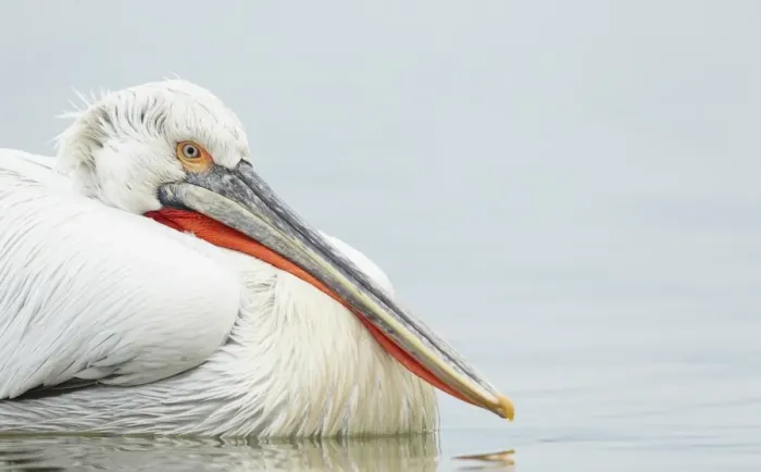 Framed Print : Dalmatian Pelican (Pelecanus crispus) adult, breeding plumage, close-up of head and breast, swimming on lake Framed Print : Dalmatian Pelican (Pelecanus crispus) adult, breeding plumage, close-up of head and breast, swimming on lake