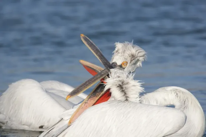 Framed Print : Dalmatian Pelican (Pelecanus crispus) two adult males, fighting on lake, Lake Kerkini, Macedonia, Greece, january