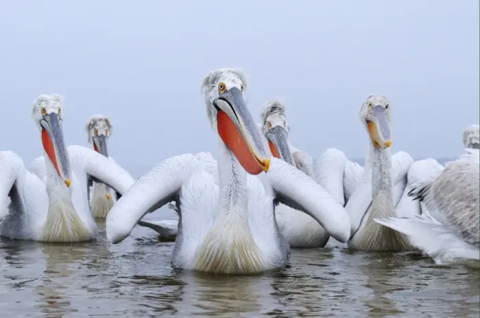Framed Print : Dalmatian Pelican (Pelecanus crispus) adults, breeding plumage, group swimming, Lake Kerkini, Macedonia, Greece Framed Print : Dalmatian Pelican (Pelecanus crispus) adults, breeding plumage, group swimming, Lake Kerkini, Macedonia, Greece