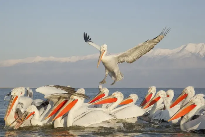 Framed Print : Dalmatian Pelican (Pelecanus crispus) adults, flock competing for fish discarded by fishermen, Lake Kerkini, Macedonia Framed Print : Dalmatian Pelican (Pelecanus crispus) adults, flock competing for fish discarded by fishermen, Lake Kerkini, Macedonia